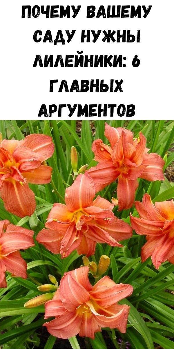 Почему вашему саду нужны лилейники: 6 главных аргументов
