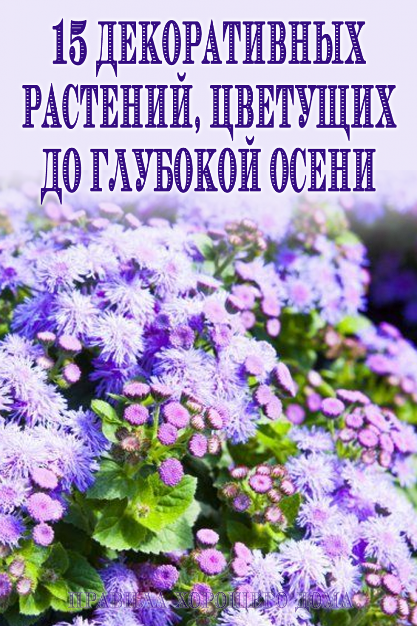15 растений, которые цветут до зимы