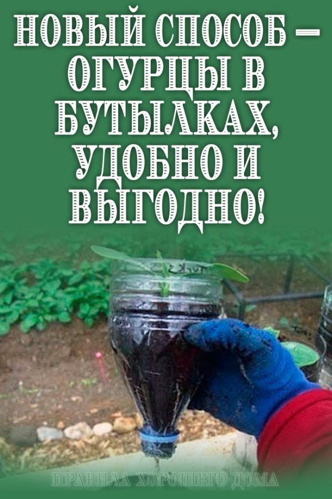 Новый способ — огурцы в бутылках, удобно и выгодно! Новый способ — огурцы в бутылках, удобно и выгодно!