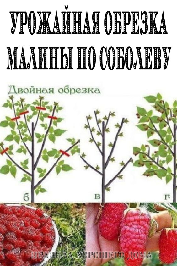 Урожайная обрезка малины по Соболеву