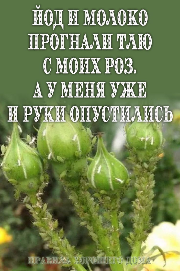 Йод и молоко прогнали тлю с моих роз. А у меня уже и руки опустились