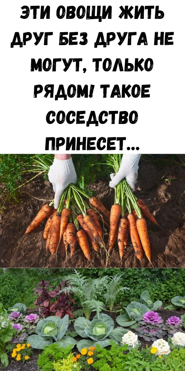 Эти овощи жить друг без друга не могут, только рядом! Такое соседство принесет&hellip;