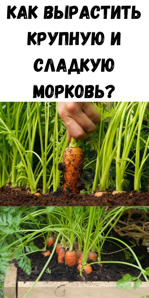 Как вырастить крупную и сладкую морковь?