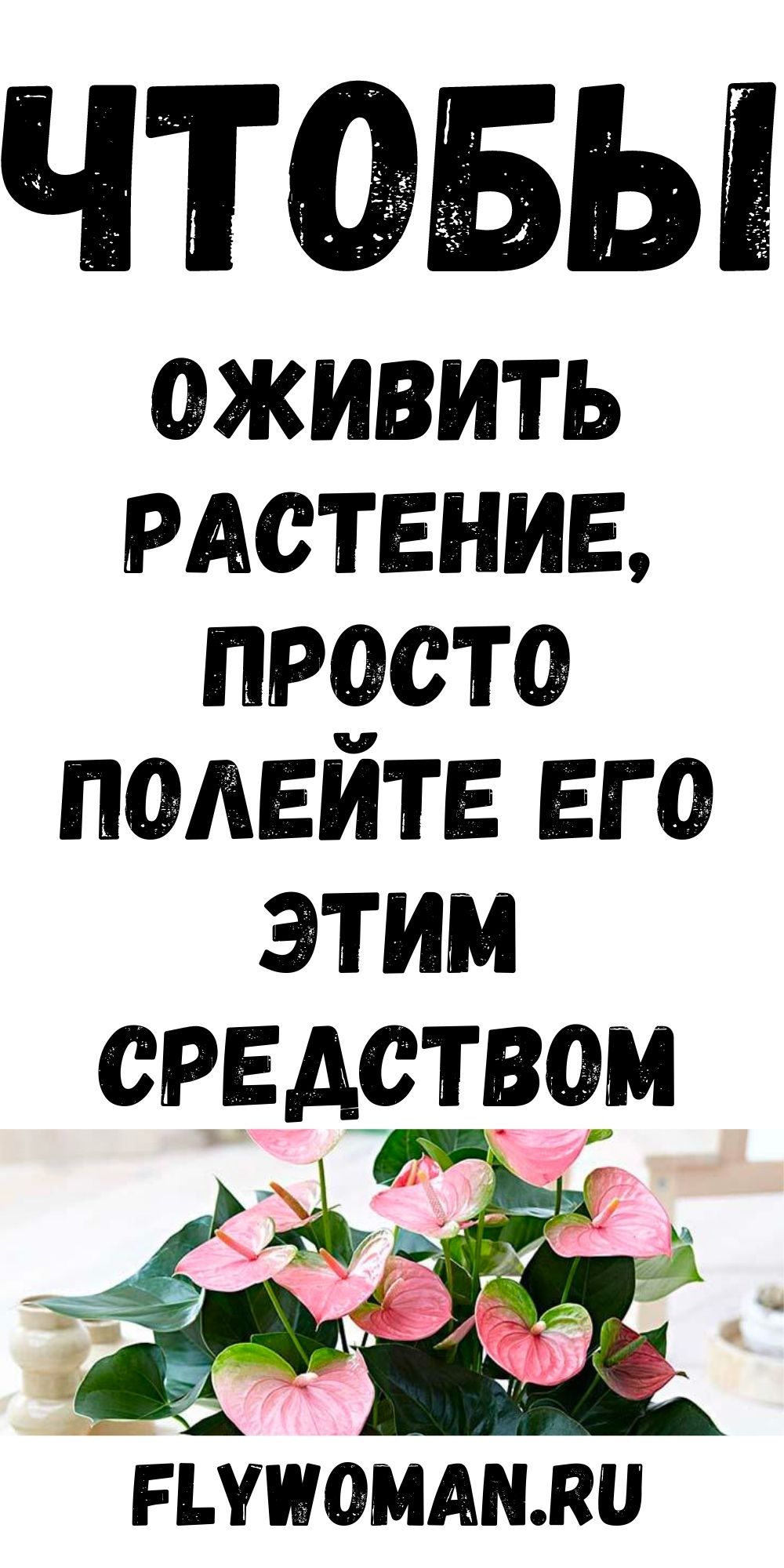 Полейте растения этим средством и они оживут через пару дней