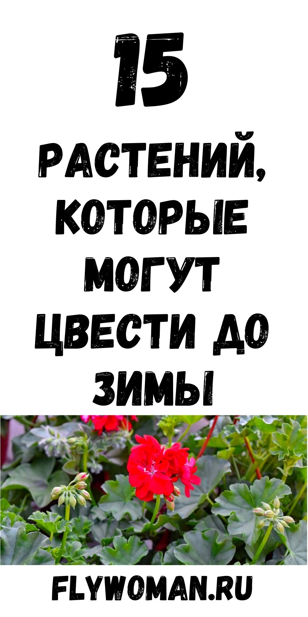 15 растений, которые цветут до зимы