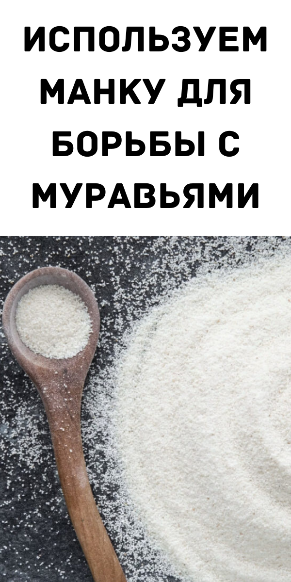 Используем манку для борьбы с муравьями
