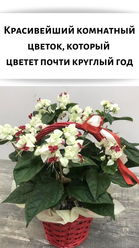 Красивейший комнатный цветок, который цветет почти круглый год