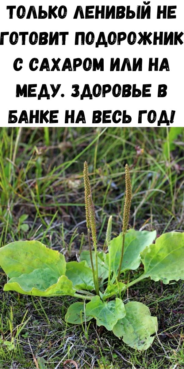 Только ленивый не готовит подорожник с сахаром или на меду. Здоровье в банке на весь год!