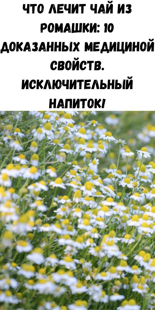 Что лечит чай из ромашки: 10 доказанных медициной свойств. Исключительный напиток!