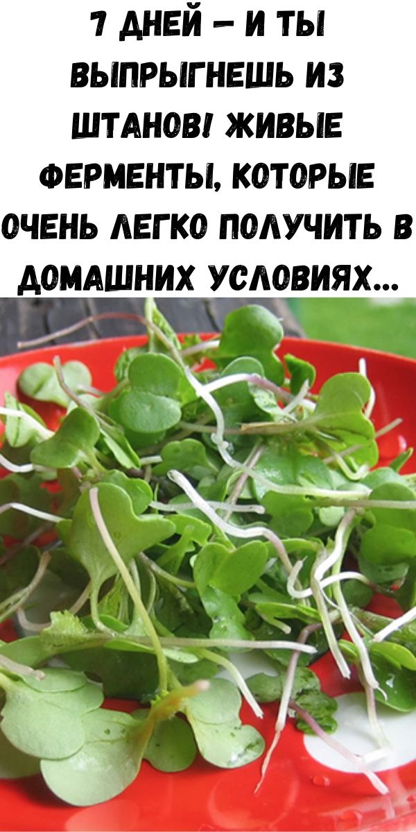7 дней &mdash; и ты выпрыгнешь из штанов! Живые ферменты, которые очень легко получить в домашних условиях&hellip;