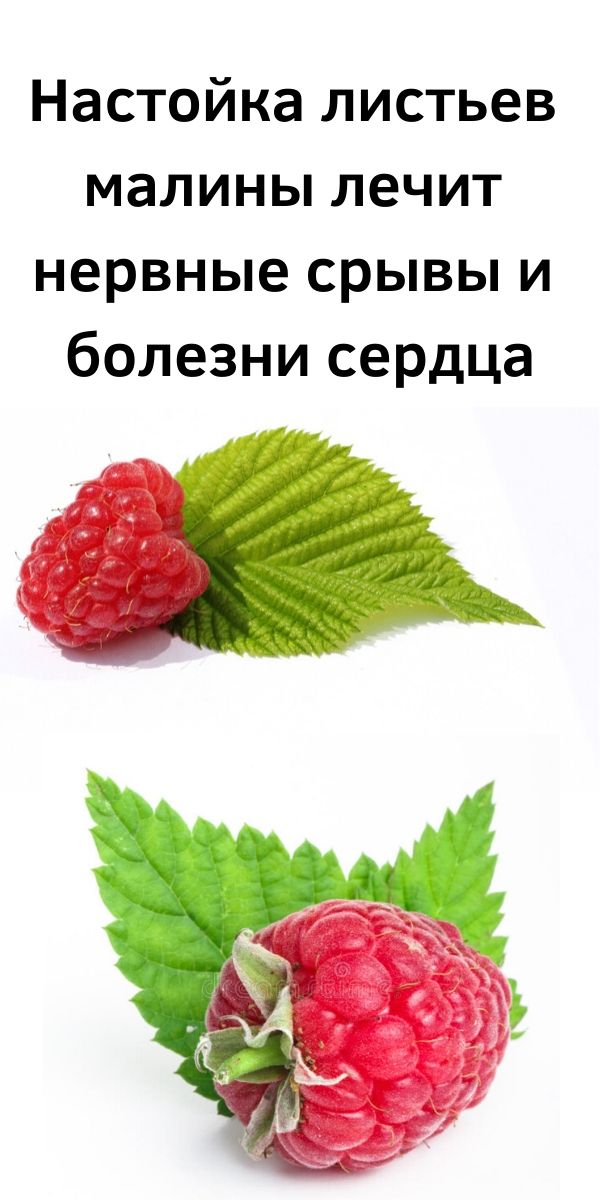 Настойка листьев малины лечит нервные срывы и болезни сердца