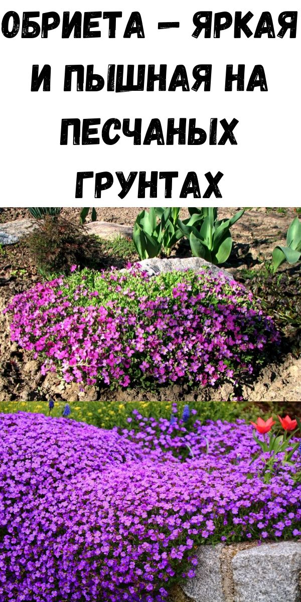 Обриета &mdash; яркая и пышная на песчаных грунтах