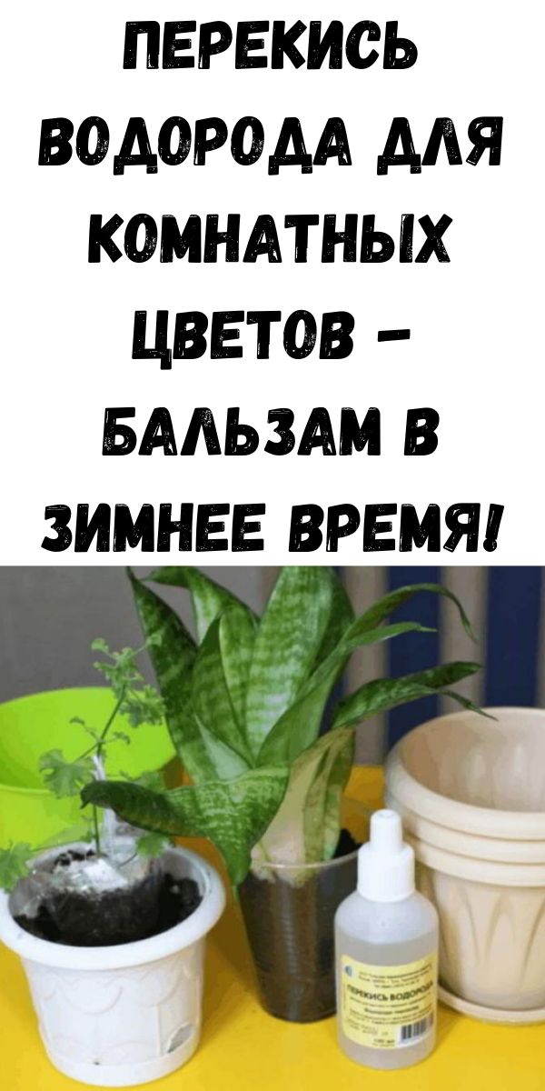 Перекись водорода для комнатных цветов - бальзам в зимнее время!