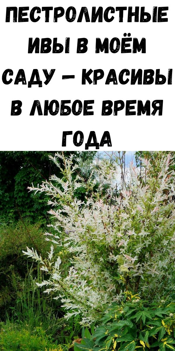Пестролистные ивы в моём саду &mdash; красивы в любое время года