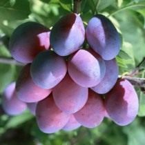 Слива &mdash; посадка и уход