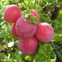 Слива &mdash; посадка и уход