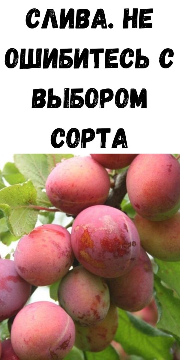 Слива. Не ошибитесь с выбором сорта