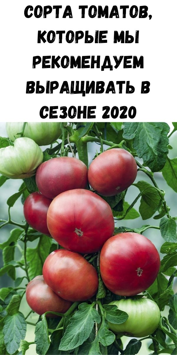 Сорта томатов, которые мы рекомендуем выращивать в сезоне 2020