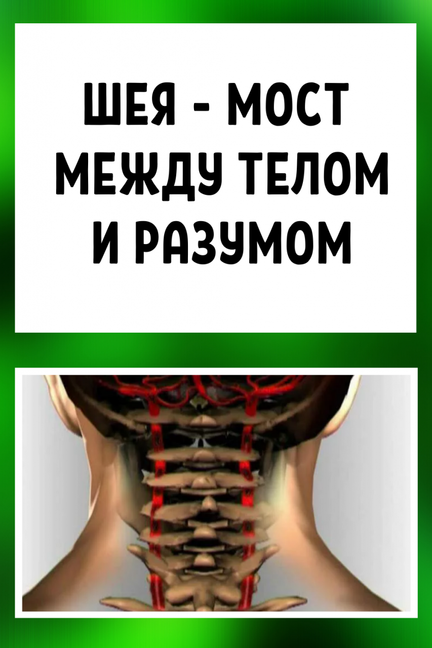 Шея &ndash; мост между телом и разумом