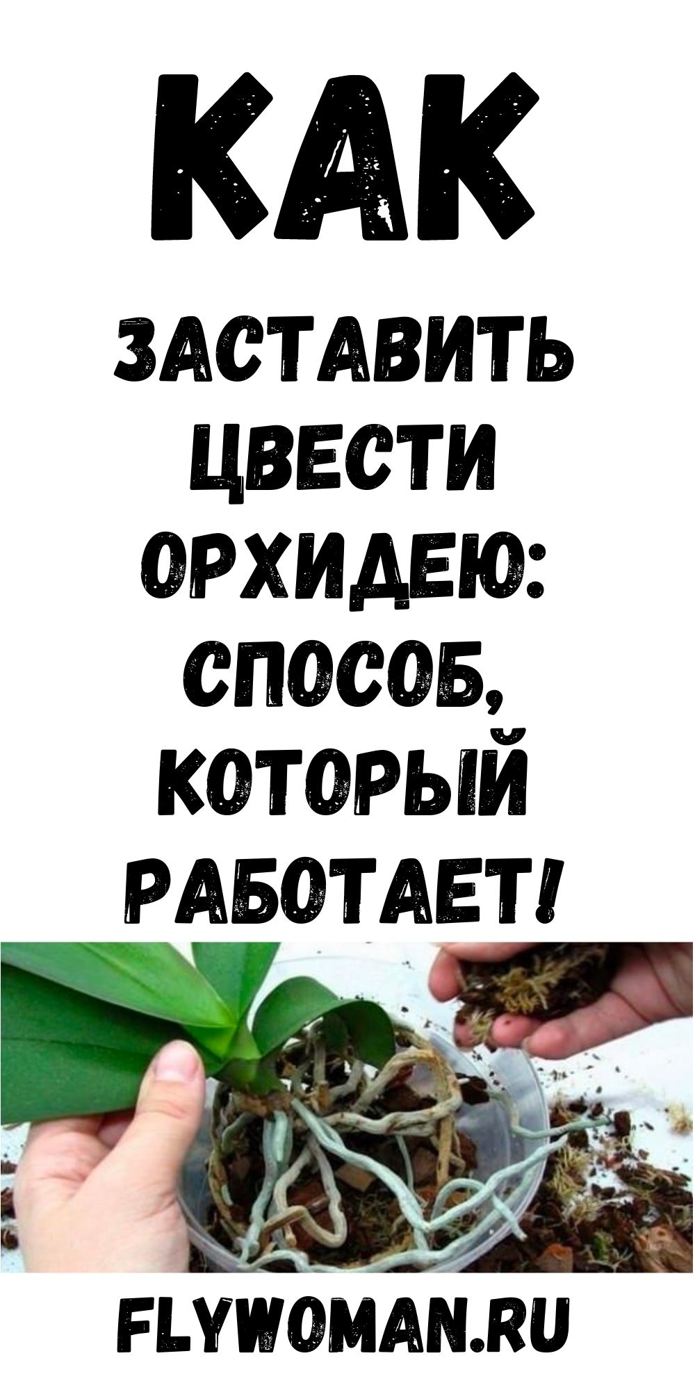 Элементарный способ, который заставит цвести даже самую «вредную» орхидею!