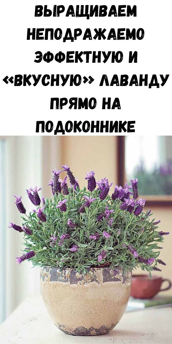 Выращиваем неподражаемо эффектную и &laquo;вкусную&raquo; лаванду прямо на подоконнике