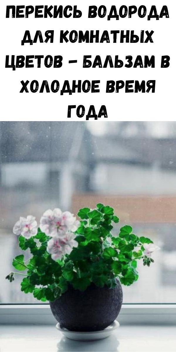 Перекись водорода для комнатных цветов - бальзам в холодное время года