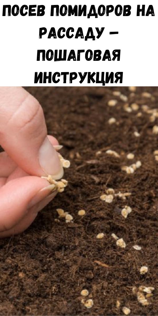 Посев помидоров на рассаду &ndash; пошаговая инструкция