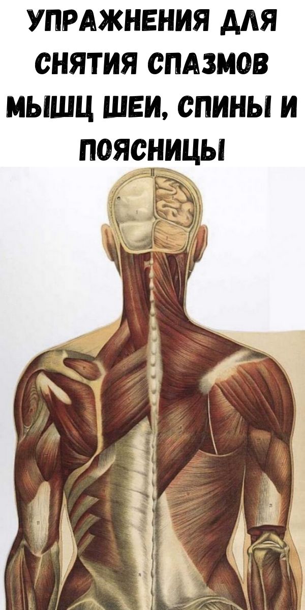 Упражнения для снятия спазмов мышц шеи, спины и поясницы