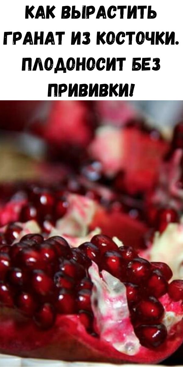 Как вырастить гранат из косточки. Плодоносит без прививки!