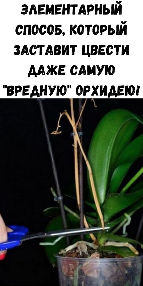 Элементарный способ, который заставит цвести даже самую «вредную» орхидею!