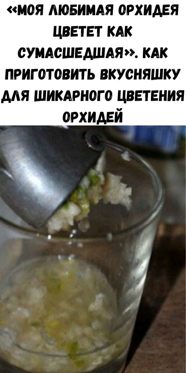 «Моя любимая орхидея цветет как сумасшедшая». Как приготовить вкусняшку для шикарного цветения орхидей