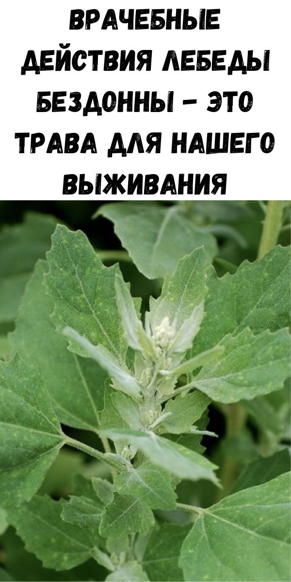 Врачебные действия лебеды бездонны - это трава для нашего выживания