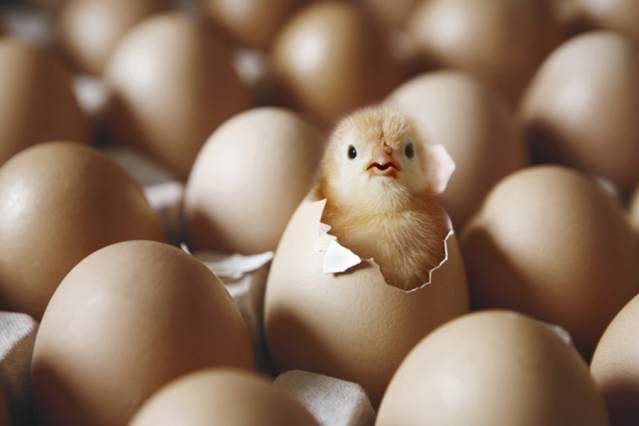 Продукты питания, от которых у женщин растут усы! Продукты питания, от которых у женщин растут усы!