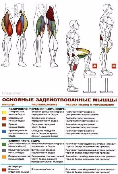 Основные упражнения для прокачки ног