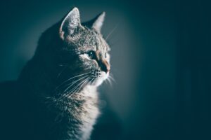 Кошка &mdash; магическое животное с уникальной биоэнергетической системой.