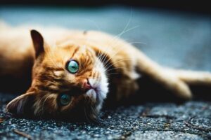 Кошка &mdash; магическое животное с уникальной биоэнергетической системой.